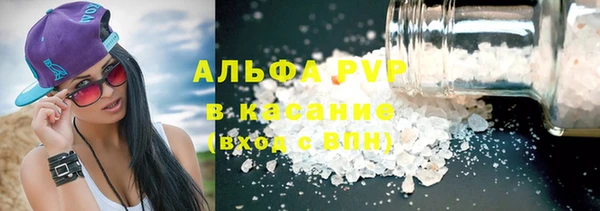 гидра Ессентукская